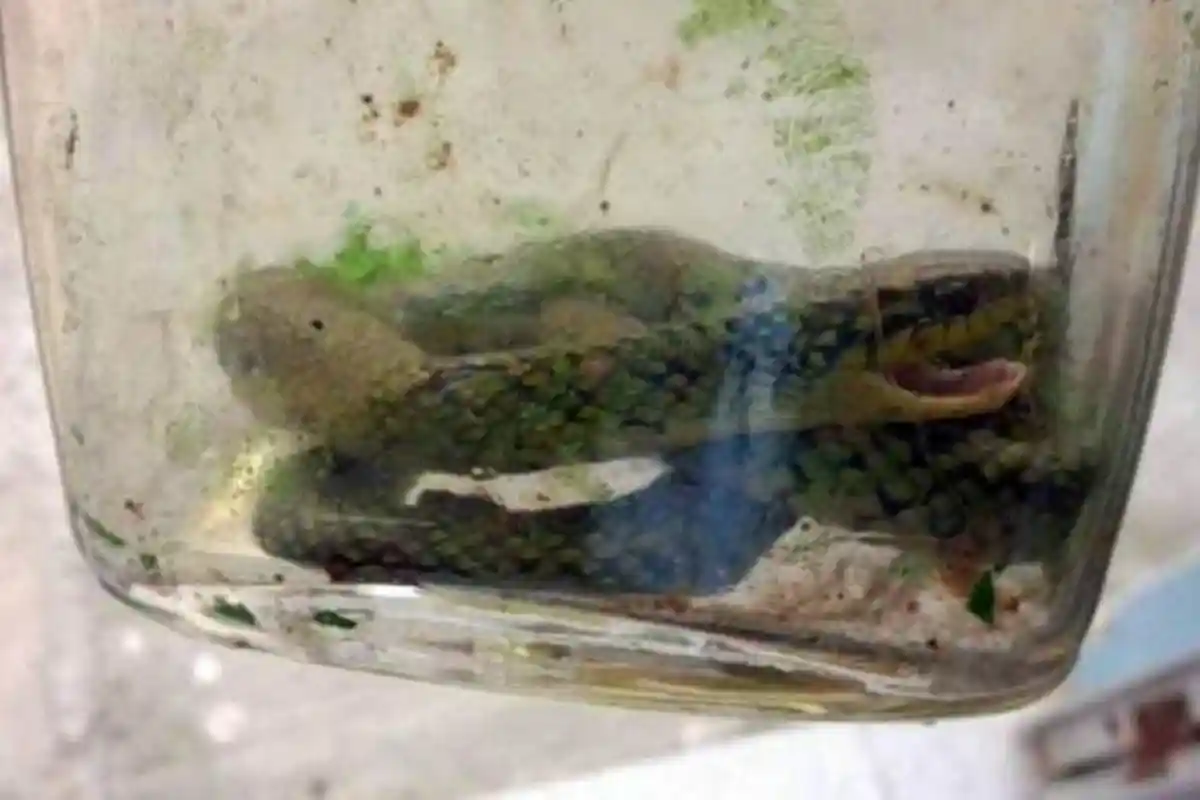 Banyak yang Tak Tahu! 5 Tempat di Dalam Rumah Ini Jadi Tempat Sembunyian Favorit Ular Lho