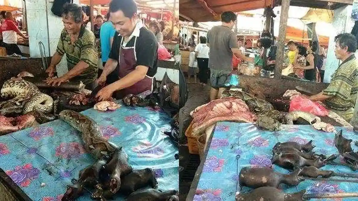 Pasar Ekstrim Jual Ular 12 Meter, Dagingnya Dipotong-potong Rp 80 Ribu Per Kilogram