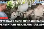 Menjelang Idul Adha, Peternak Lembu Mengaku Banyak Permintaan