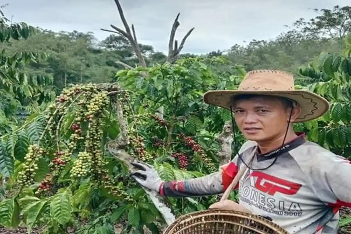 Kopi Pagar Alam Menembus Pasar Internasional, Petani Sambut Gembira