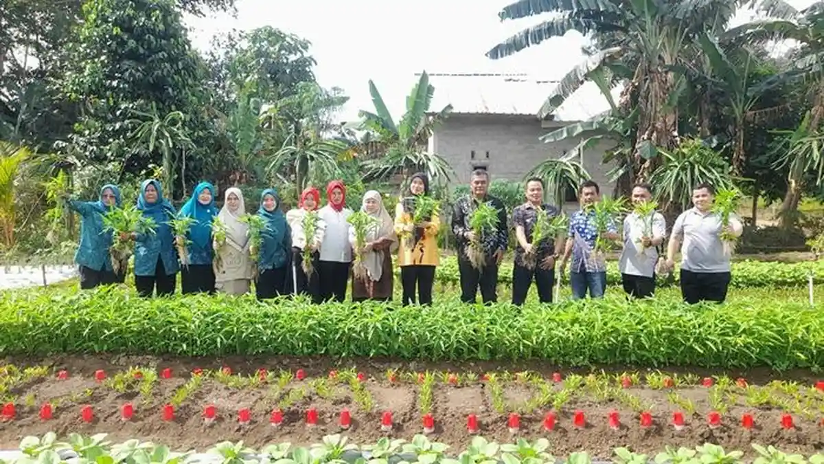 KWT Lubukpabrik Sukses Panen Sayuran 