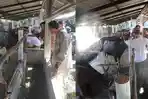 DKPP Kepulauan Meranti Pastikan Ratusan Hewan Kurban Layak dan Bebas PMK