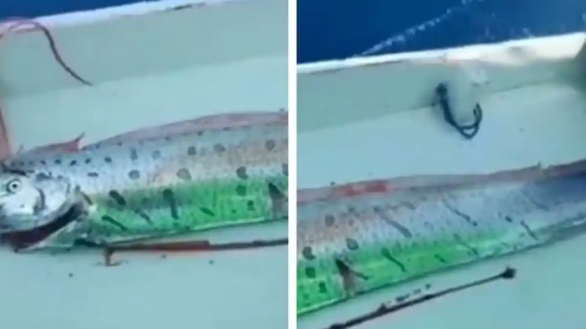 Oarfish Tertangkap Nelayan Sulsel, Benarkah Akan Terjadi Gempa & Tsunami Seperti Pengalaman Jepang?