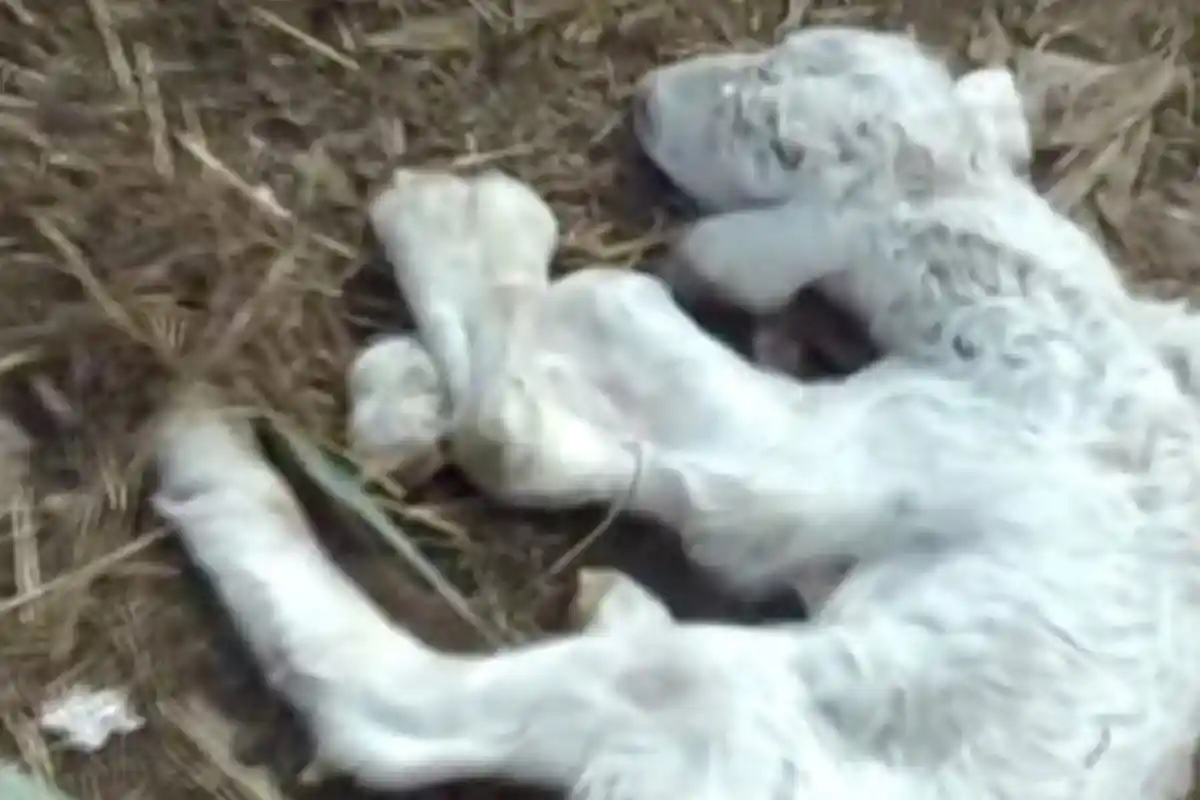 VIDEO : Langka, Kambing Terlahir dengan Enam Kaki, Kalau Berjalan  . . .