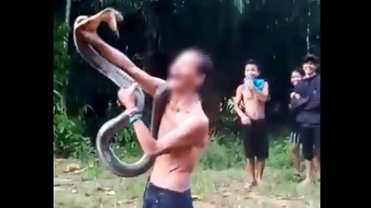 Begini Akhir Nasib King Kobra Sepanjang 5 Meter, yang Tewaskan Sang Pawang