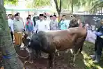 Wamentan-Sudaryono-Ketersediaan-Hewan-Kurban-Nasional-Surplus-Pasokan-Aman.jpg