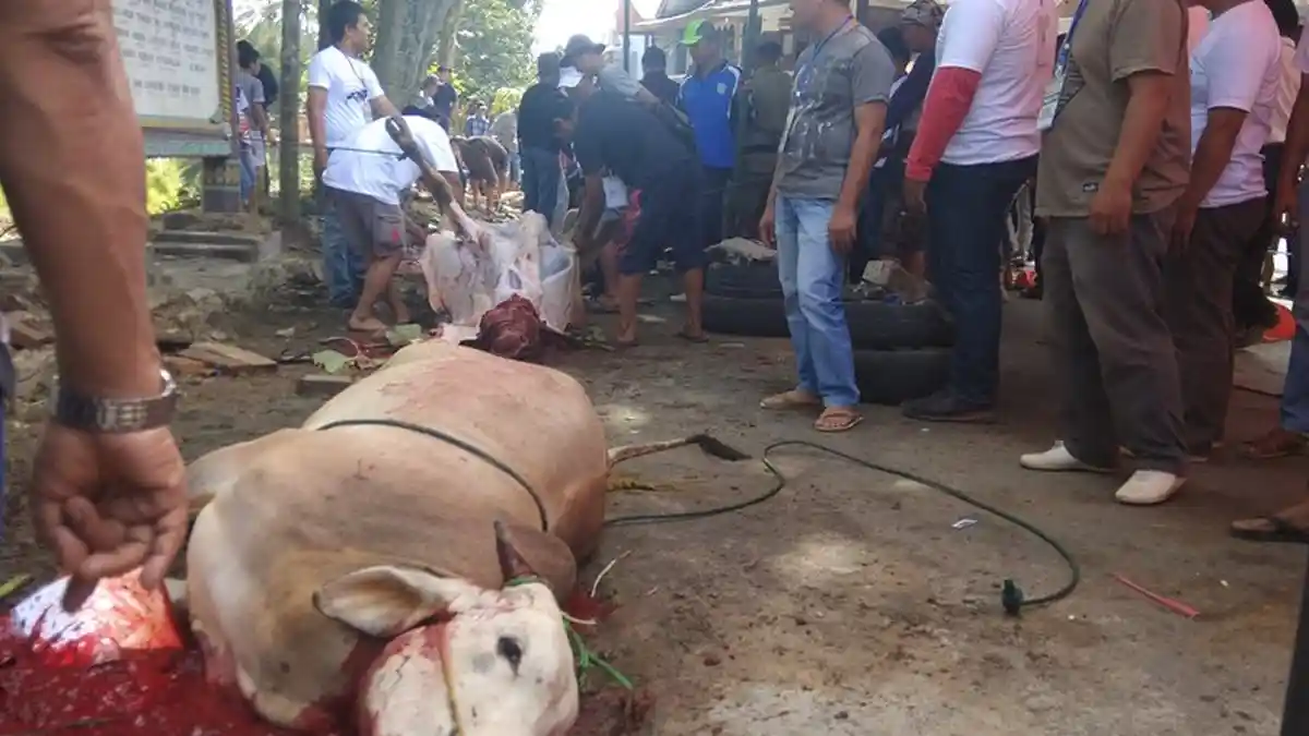 Idul Adha 1441 H Sebentar Lagi, Begini Tuntunan  Doa dan Tata Cara Menyembelih Hewan Kurban