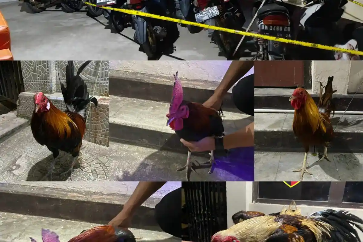 Tengah Asik Sabung Ayam di Gorontalo, 7 Warga Digelandang ke Polresta