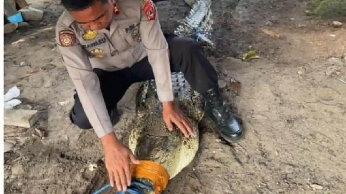 Detik-Detik Penangkapan Buaya 3 Meter Usai Serang Warga Desa Pao Luwu Utara