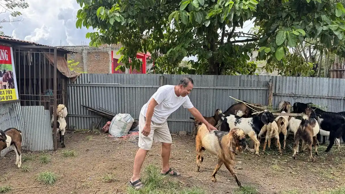 Berburu Hewan Kurban di Sidrap, Warga Pilih Kambing Besar untuk Dibagikan