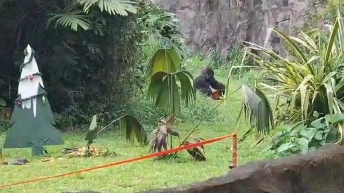 Libur Natal di Jakarta, Gorila 'Kumbo' Curi Perhatian Pengunjung Taman Margasatwa Ragunan