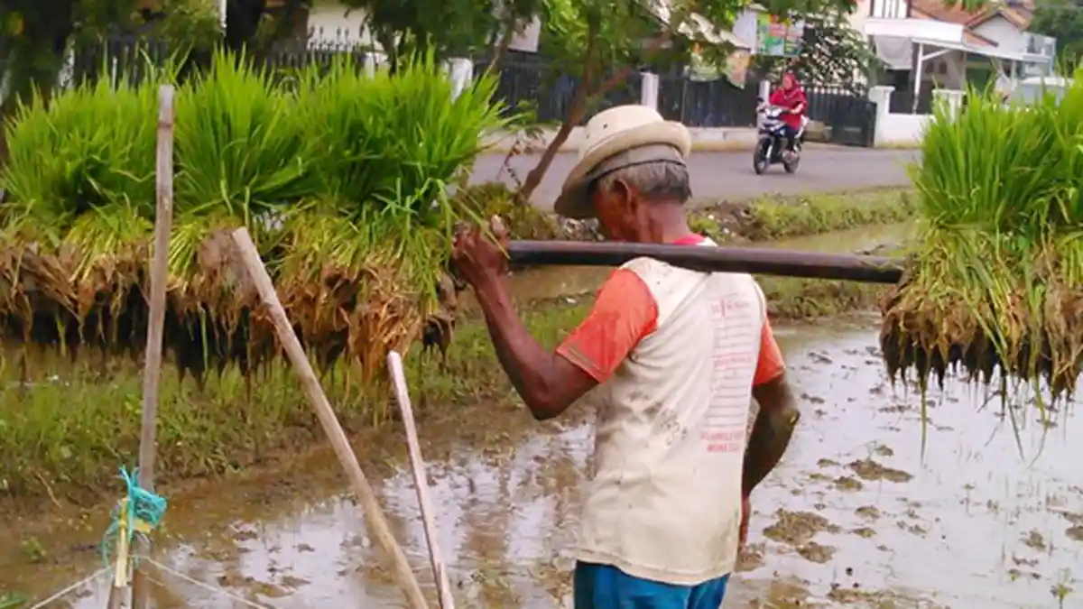 Kepala Daerah yang Alihfungsikan Sawah Hukumnya Lebih Berat