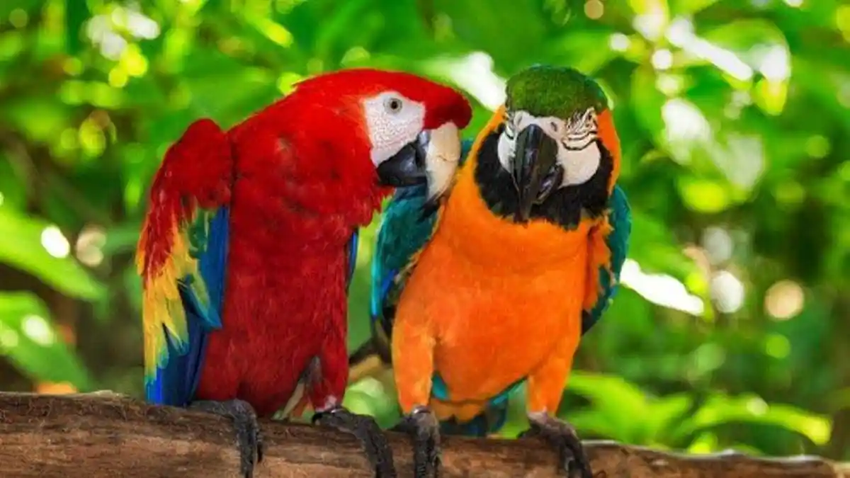 11 Arti Mimpi Burung Beo, Kecewa Pada Seseorang hingga Keuntungan yang Luar Biasa