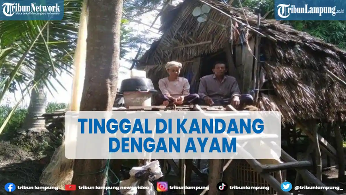 Viral Pasutri Tinggal Bareng Ayam Selama 7 Tahun