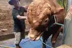 Sapi Jumbo Milik Peternak Tulungagung Jadi Hewan Kurban Presiden Prabowo