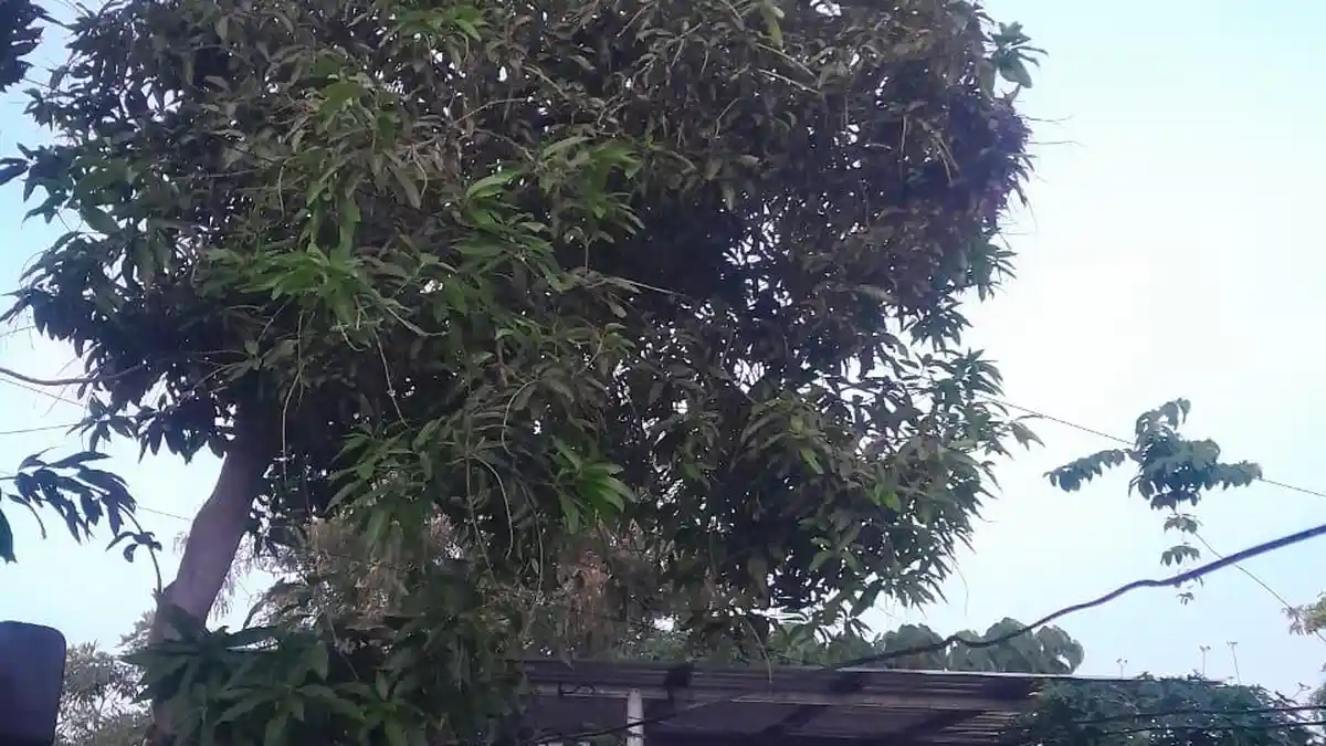 Kuliner NTT Tiga Mangga Arum Manis Tanda Kehidupan Tahun 2024