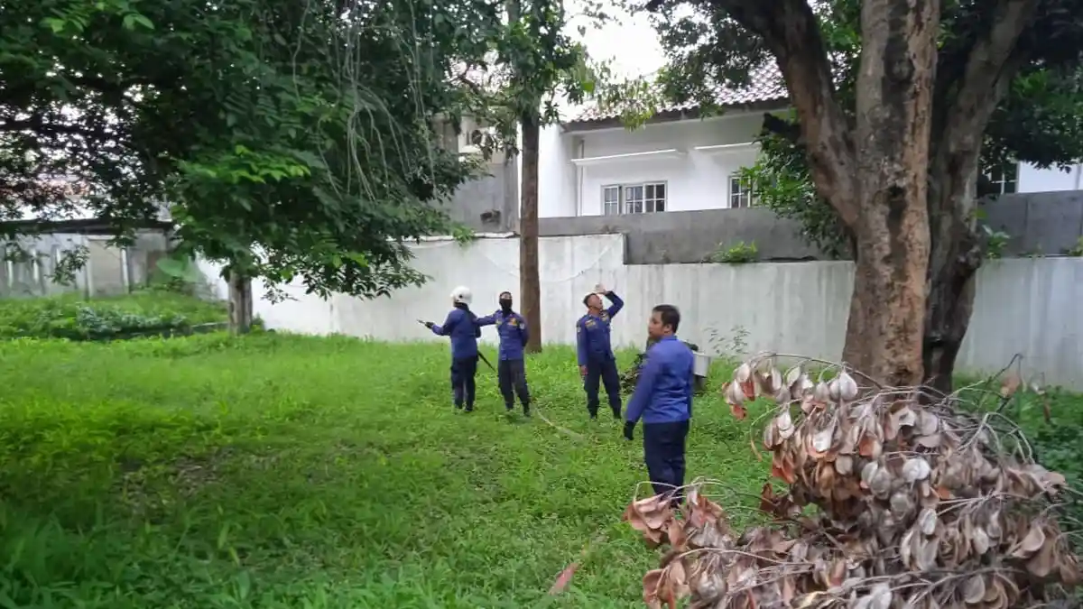 Bikin Geli, Warga Telaga Bodas Geger Serangan Ulat Bulu Merambat di Pepohonan