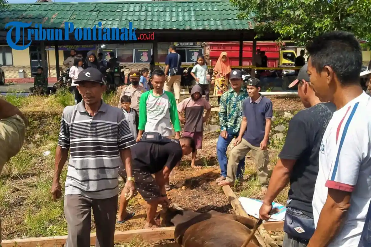 Tim Pengawas Awasi 1.846 Lokasi TPH  Kurban, Se-Kalbar Potong 13 Ribu Sapi-Kambing