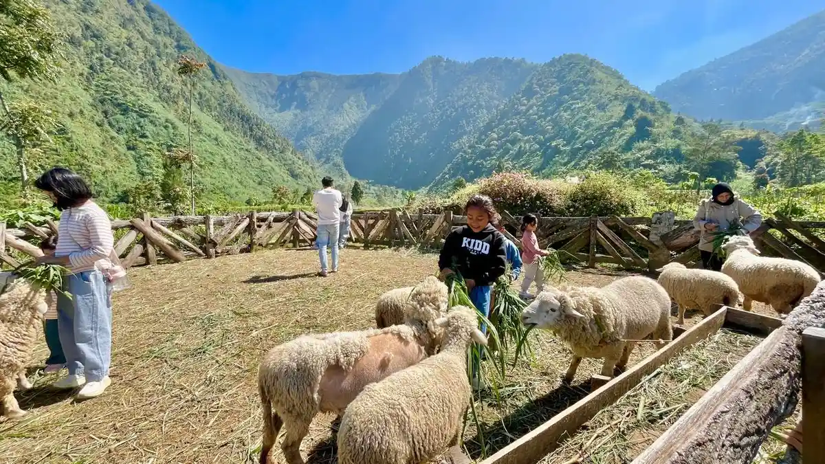 Swiss Van Java Wonosobo, Sepotong Eropa di Tanah Jawa yang Tawarkan Panorama Gunung dan Domba Dieng - Tribunjateng.com