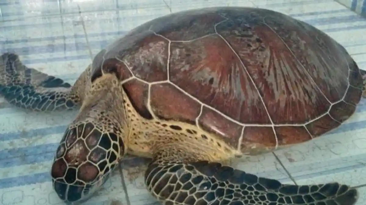 Geger, Warga Pesisir Barat Temukan Penyu Lekang Terdampar dengan Berbobot 55 Kilo