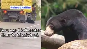 kaltim/20250607_Viral-beruang-madu-tertabrak-truk-di-Kalimantan-Timur.jpg