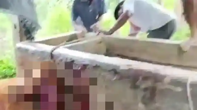 Tribun