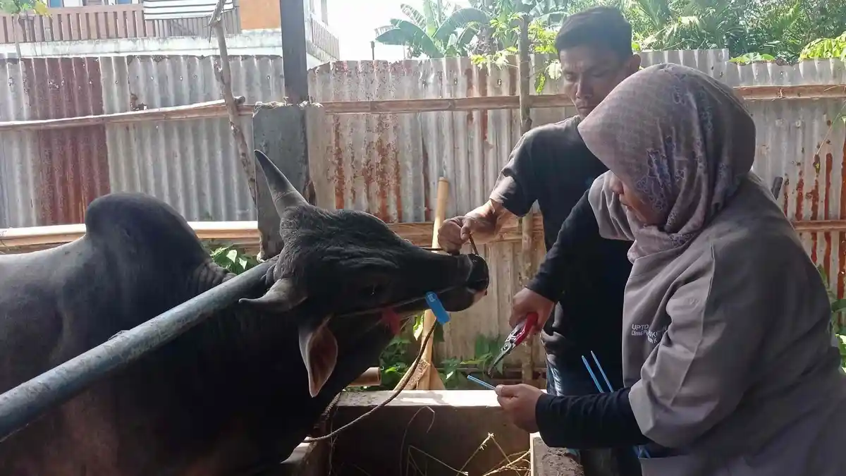 Pemko Padang Sebar 43 Sapi dan 4 Kambing Kurban ke Masjid, Huntara hingga Lapas