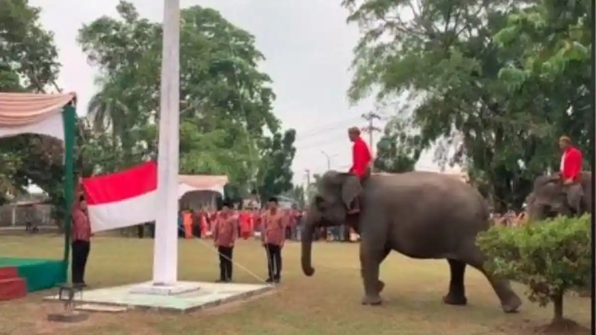 Viral Momen Unik Gajah Jadi Pengerek Bendera saat Upacara Peringatan ...