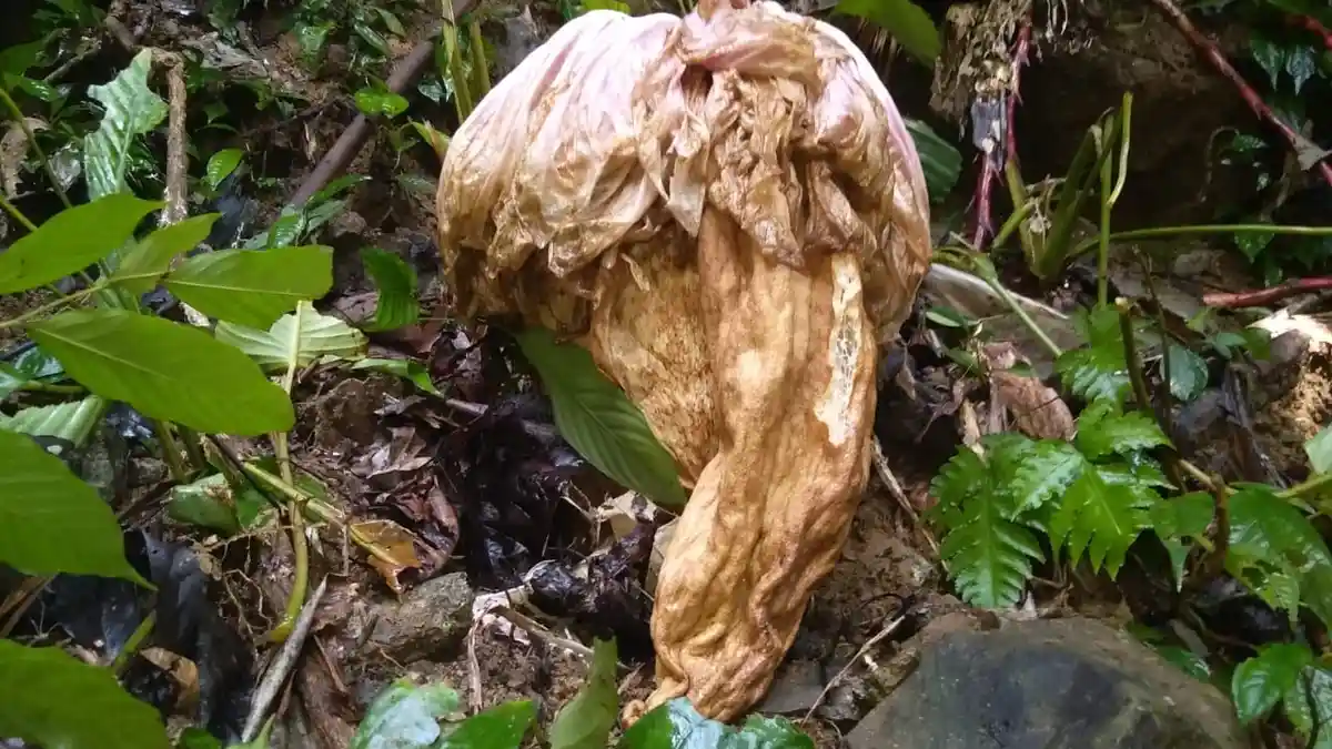 Ini Penampakan Bunga Bangkai di Gunung Luboek Teumanggung Abdya yang Sudah Layu 