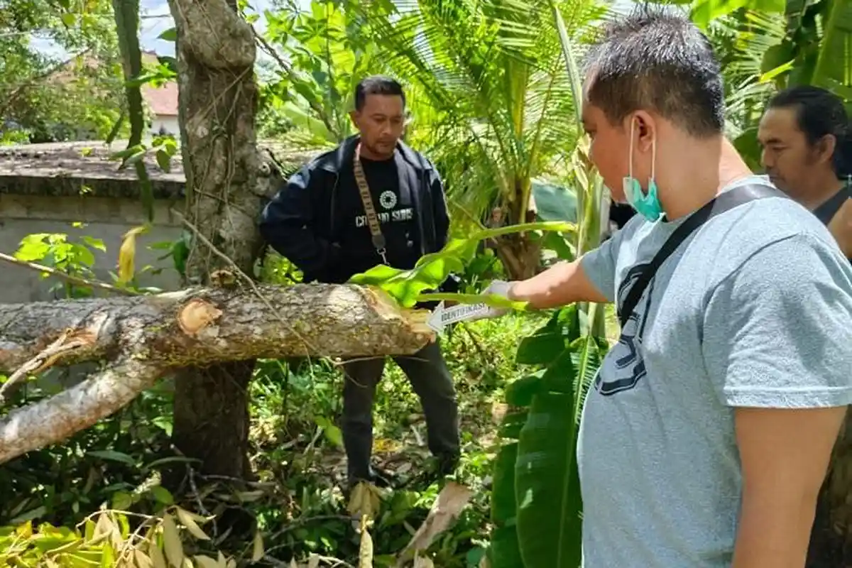 Tamba Tewas Seusai Terhempas Angin Saat Pangkas Dahan Pohon di Payangan
