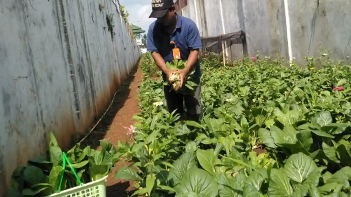 Warga Binaan Lapas Kelas I Semarang Belajar Bercocok Tanam di Dalam Penjara