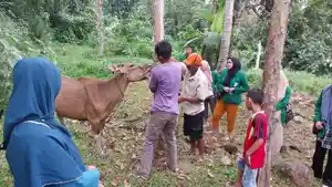 Petugas-peternakan-turun-beri-vitamin-ternak-sapi-warga-di-Sinjai-Selatan.jpg