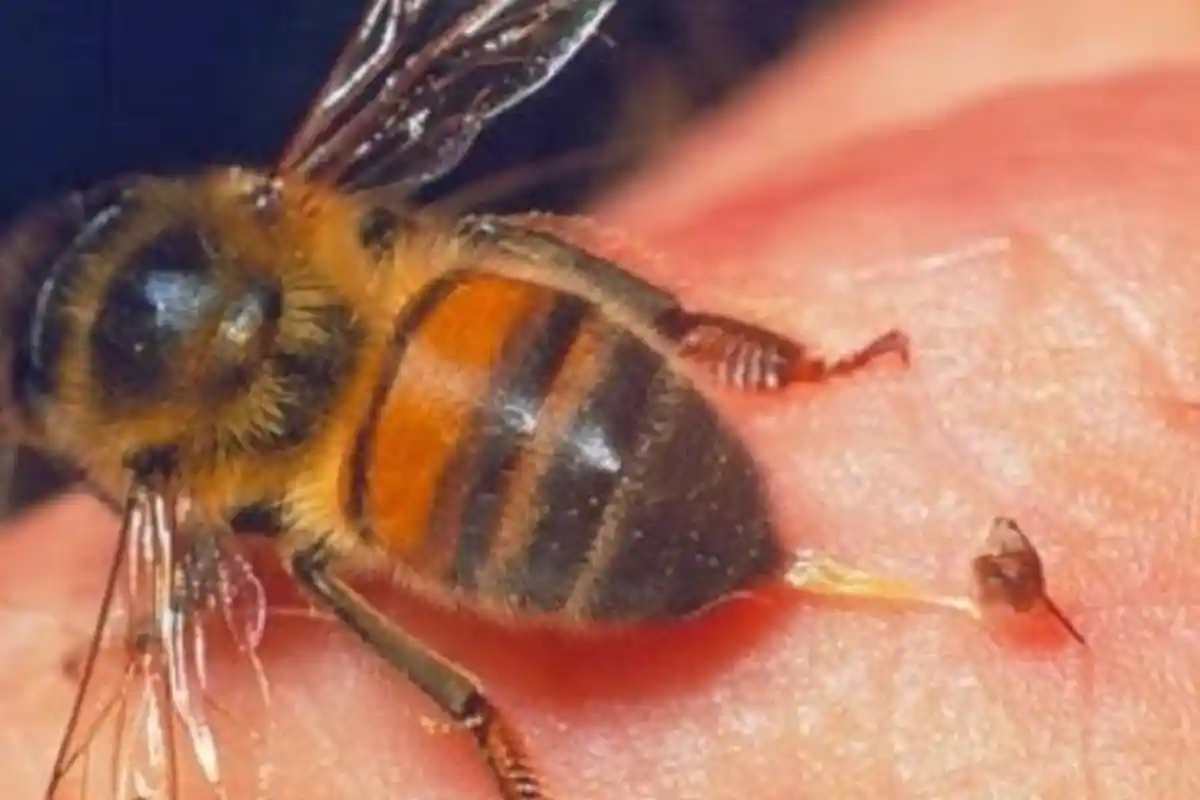 Arti Mimpi Disengat Lebah Menurut Primbon, Cerminkan Hubungan Si Pemimpi dengan Orang Lain, Buruk?