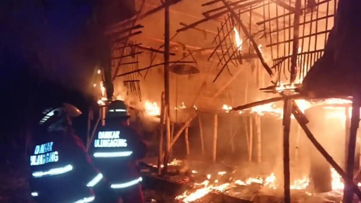 Diawali Suara Ledakan, Kandang di Tulungagung Terbakar, 1.100 Ekor Ayam Matang Jadi Ayam Panggang