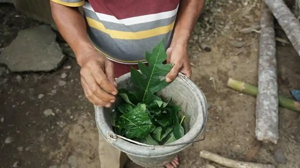 Melihat Ramuan Herbal Peternak Padang Pariaman untuk Cegah PMK pada Ternak