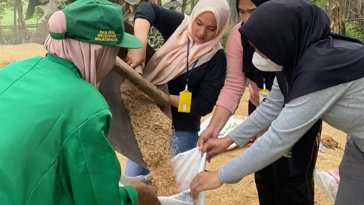 Mahasiswa Unimal Manfaatkan Limbah Sekam Padi Menjadi Biochar di Gampong Reuleut Barat