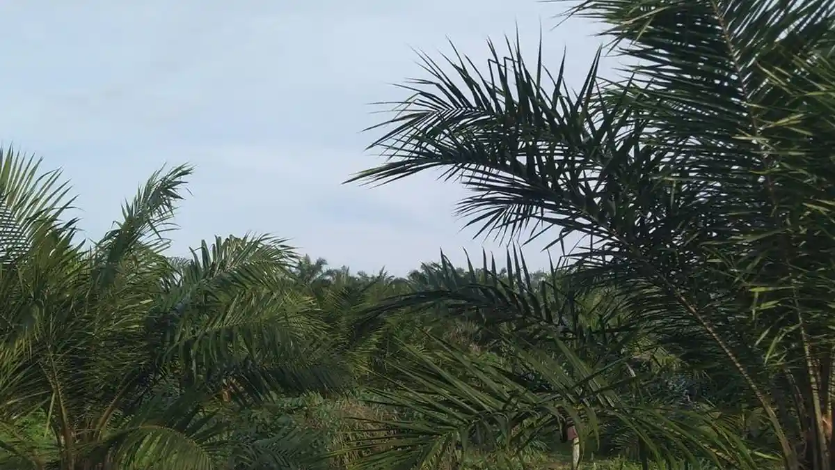 Waduh, Harga Sawit di Aceh Singkil Terus Anjlok, Berikut Harga Hari Ini