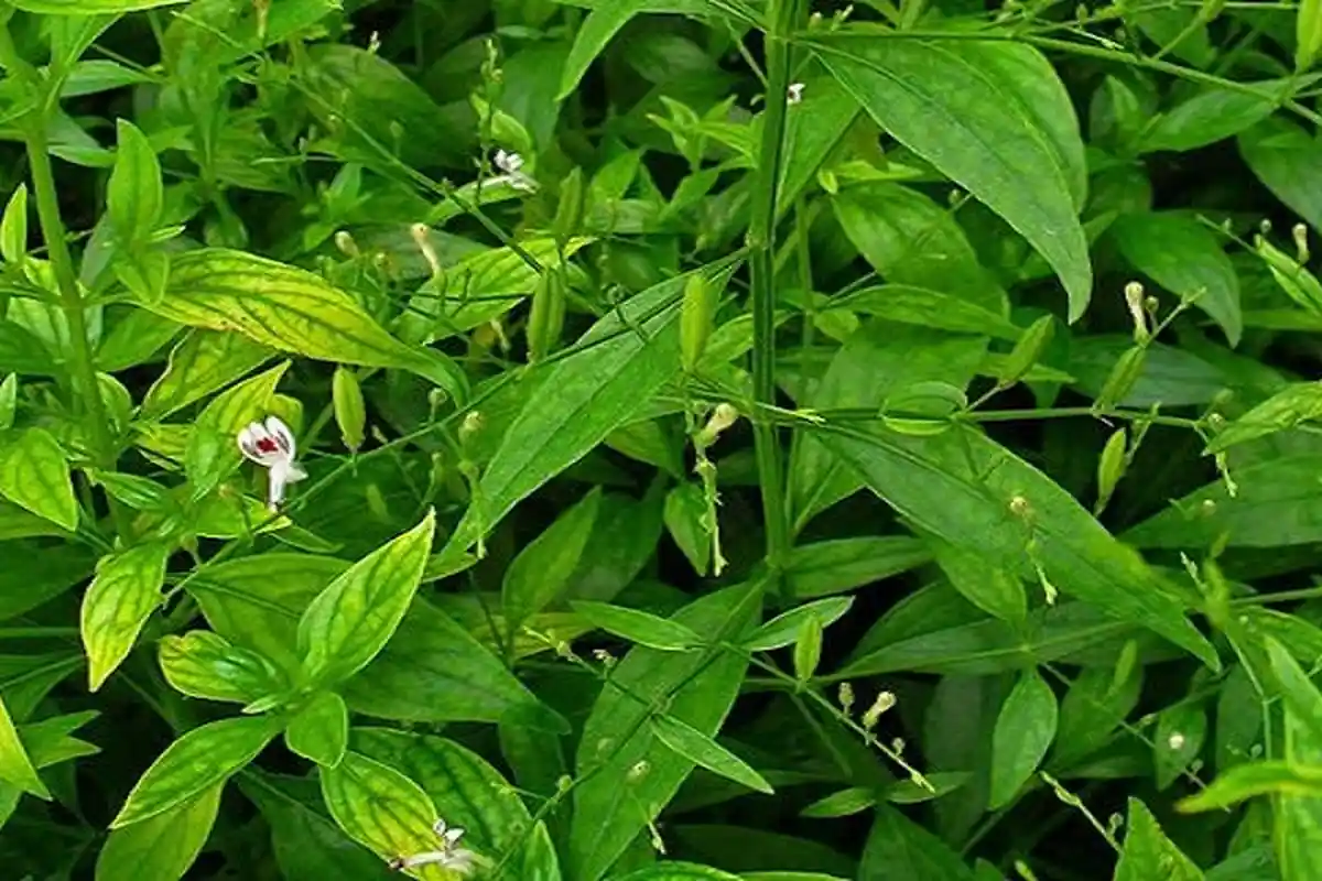 Khasiat Sambiloto, Obat Herbal Mengobati Radang hingga Antibiotik Alami