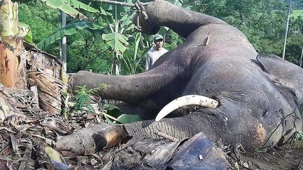 Sebelum Bangkainya Dikubur, Gading Gajah Diambil Petugas BKSDA Ini Alasannya