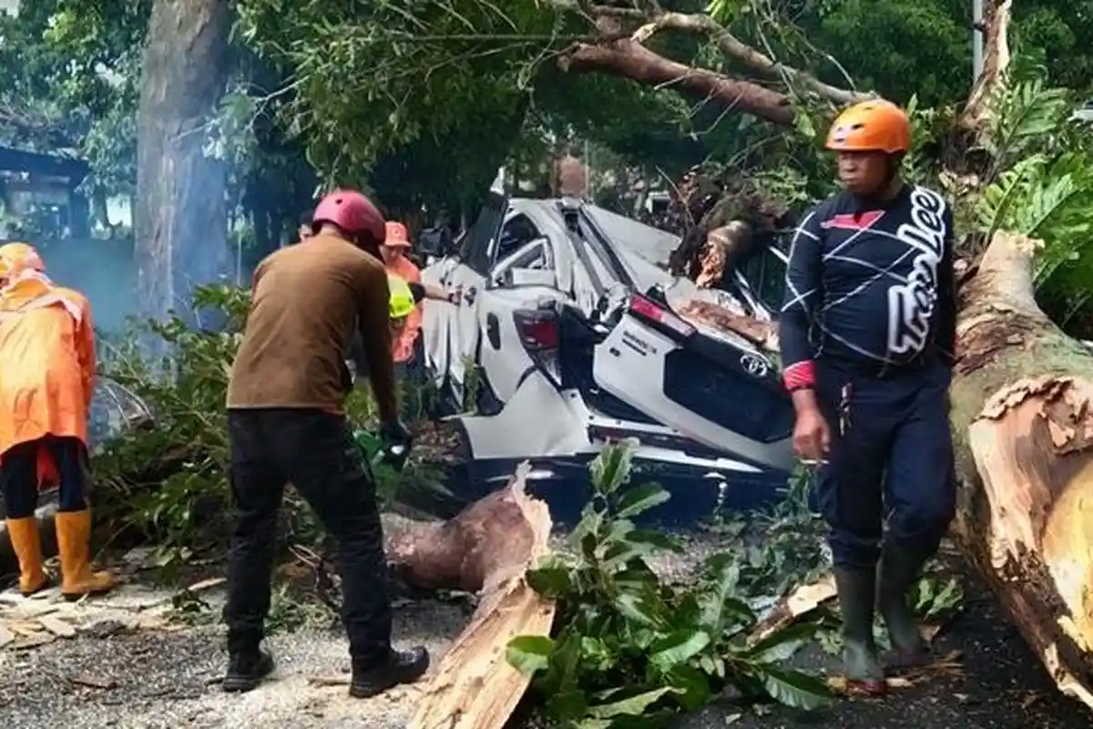 Pohon Tumbang Timpa Mobil di Malang, Jalan Untung Suropati Utara Ditutup Total Selama Evakuasi