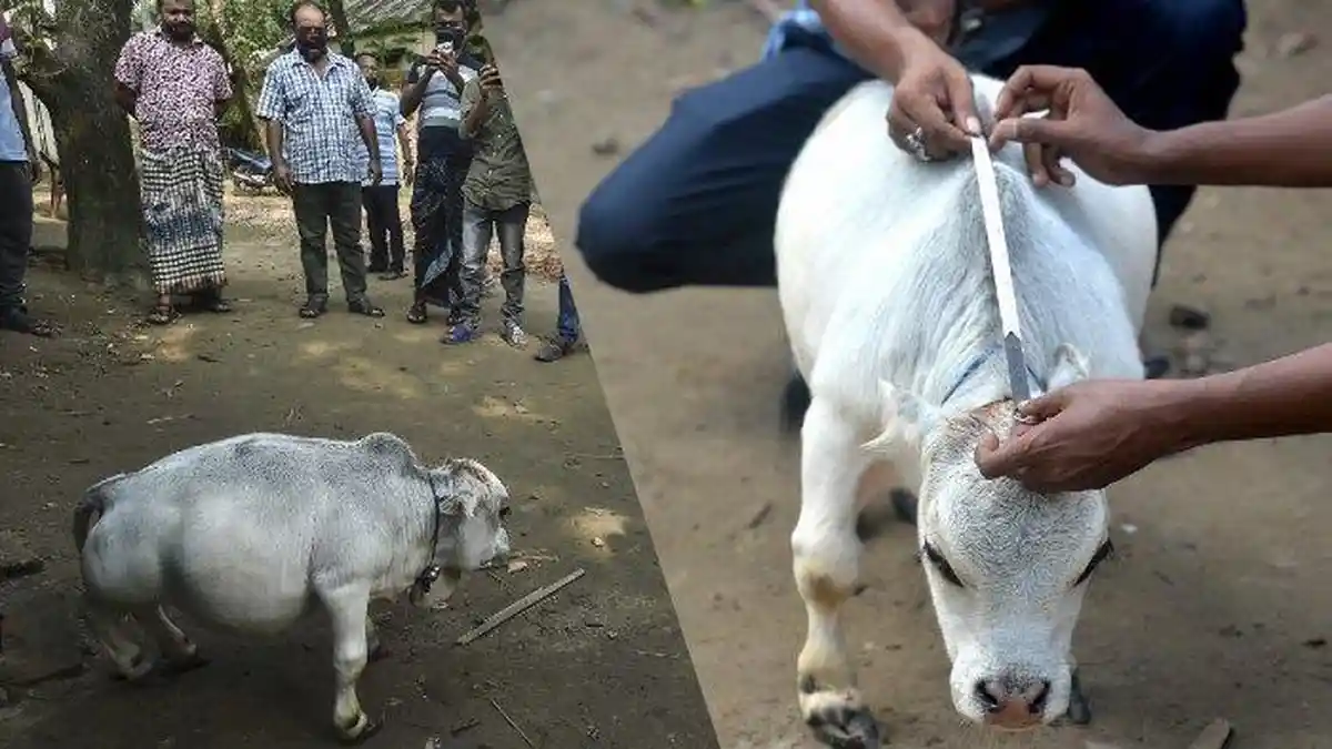 Sapi Termungil di Dunia Bernama Rani Masuk Guinness Book of Records ...