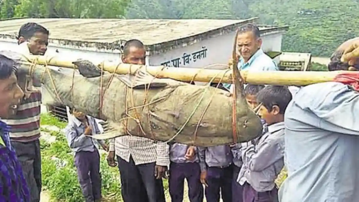 Wow, Pemancing Ini Berhasil Pancing Seekor Ikan Lele Besar di Sungai dengan Berat 1 Kwital Lebih
