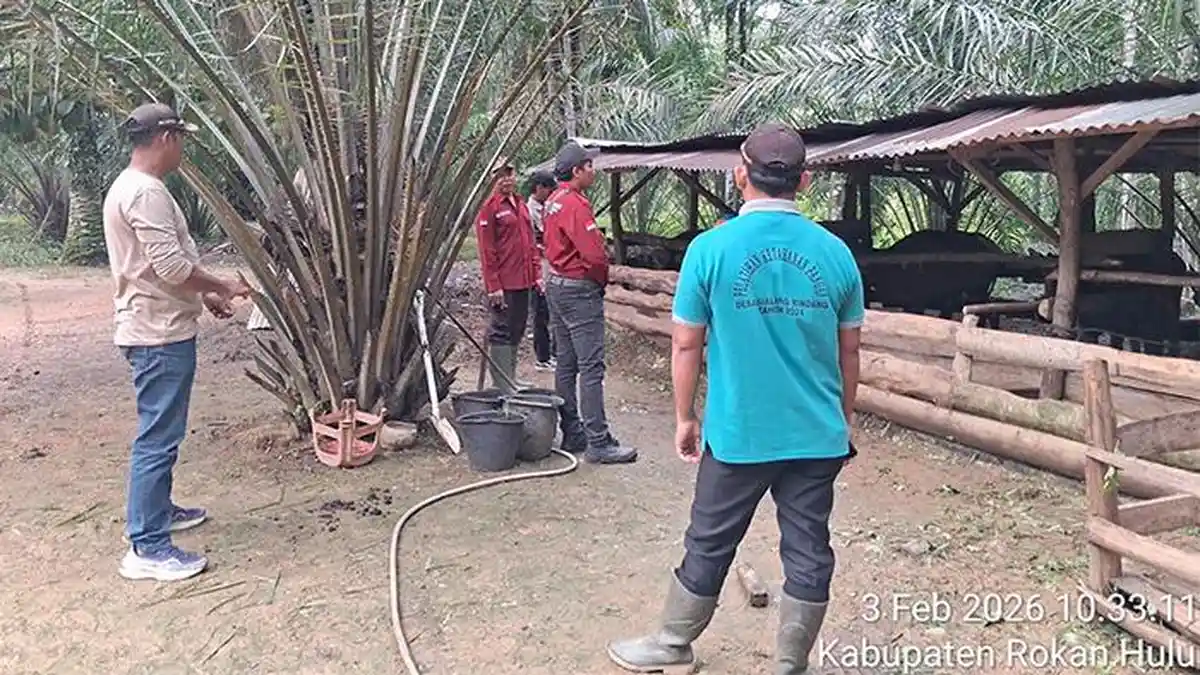 Virus Jembrana Mengganas di Rohul, 4 Ternak Warga Mati