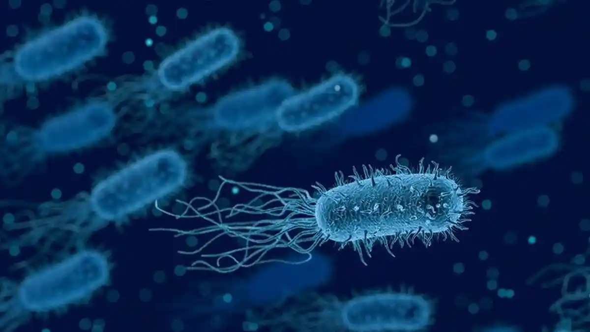 Mengenal Infeksi Salmonella, Bakteri yang Diduga Ada di Kinder