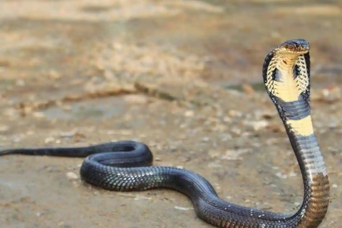 Arti Mimpi Dikejar Ular Simbol Kemakmuran hingga Jodoh