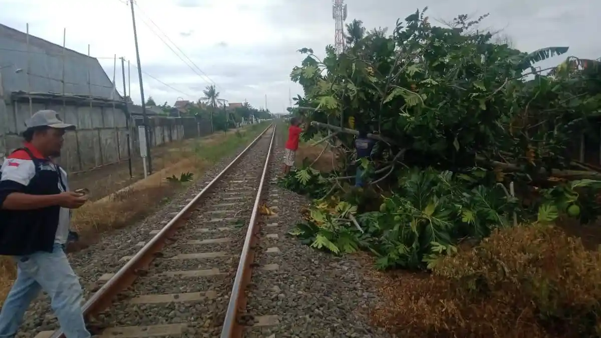 Perkara Pohon Tumbang Melintang di Rel Hambat Perjalanan Kereta Api Daop 5 Purwokerto