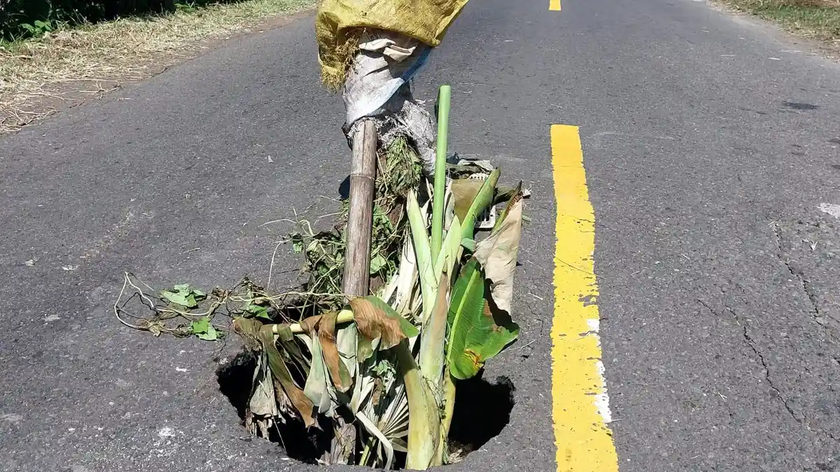 Lubang Menganga di Jalan Trans Flores Timur Dipasang Karung dan Pohon Pisang