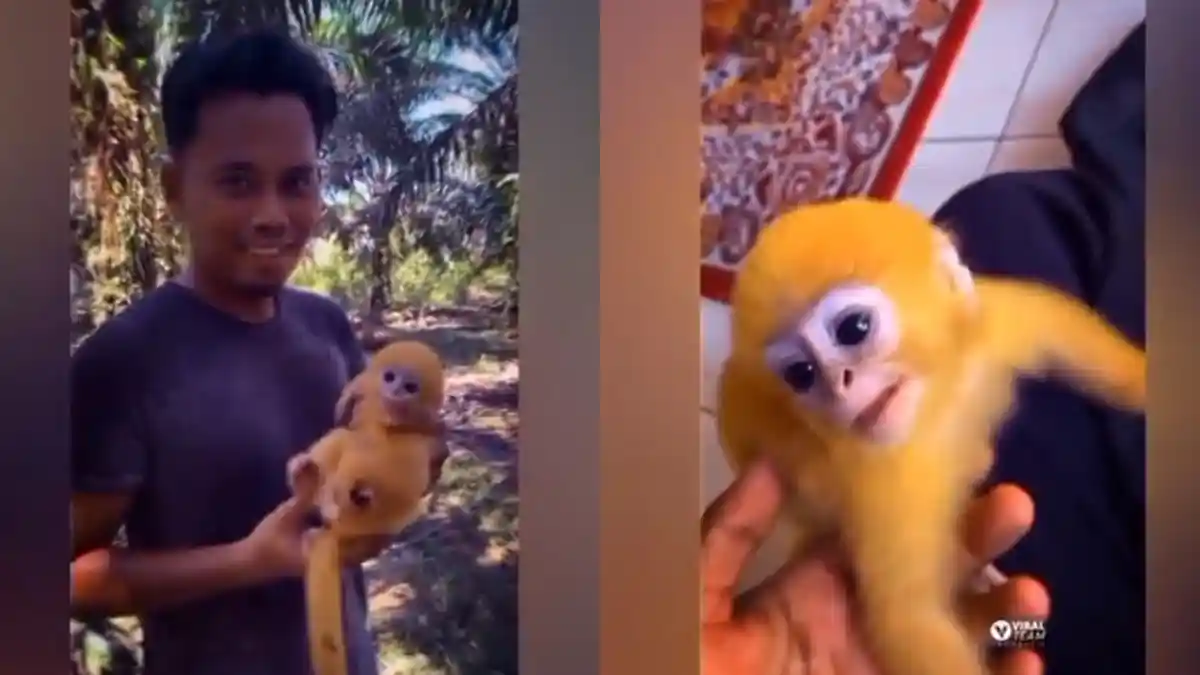 Heboh Seorang Pria Temukan Monyet Berwarna Kuning di Perkebunan, Ada yang Sebut 'Marsupilami'