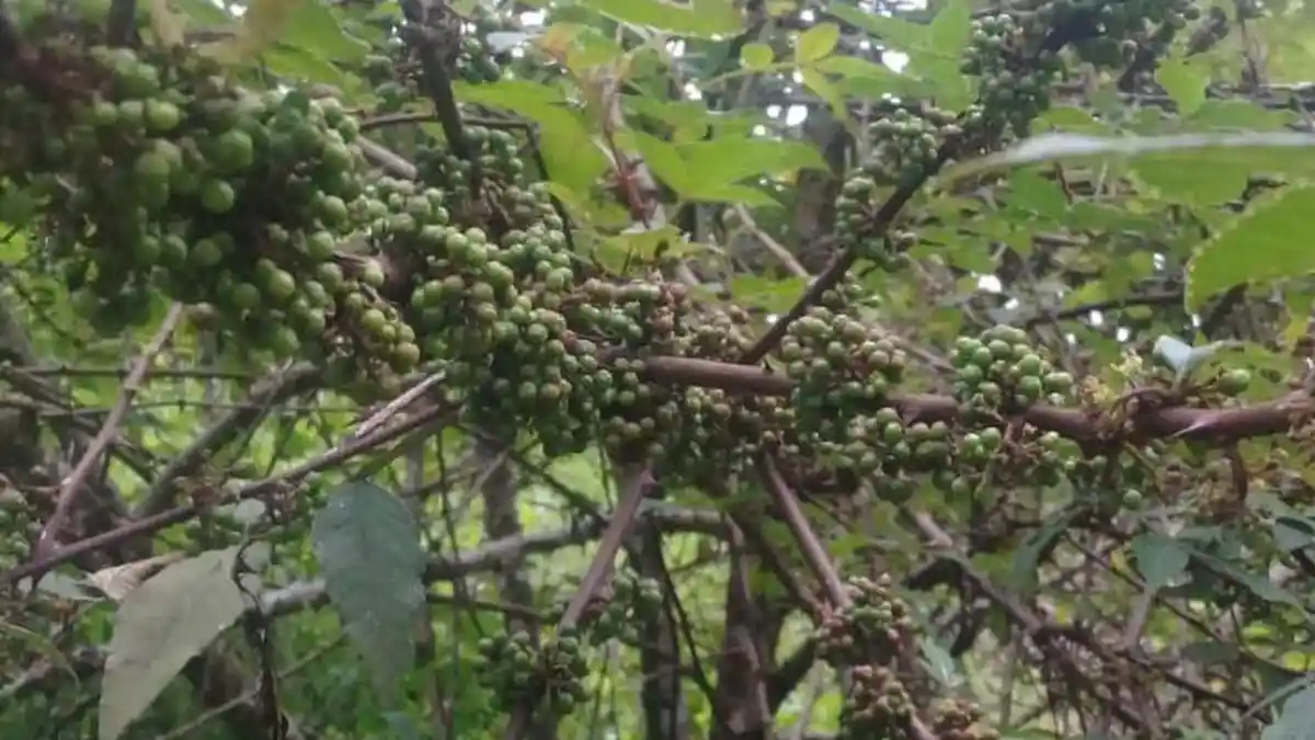 Andaliman, Si Lada Batak, dari Bumbu Dapur hingga Pasar Internasional