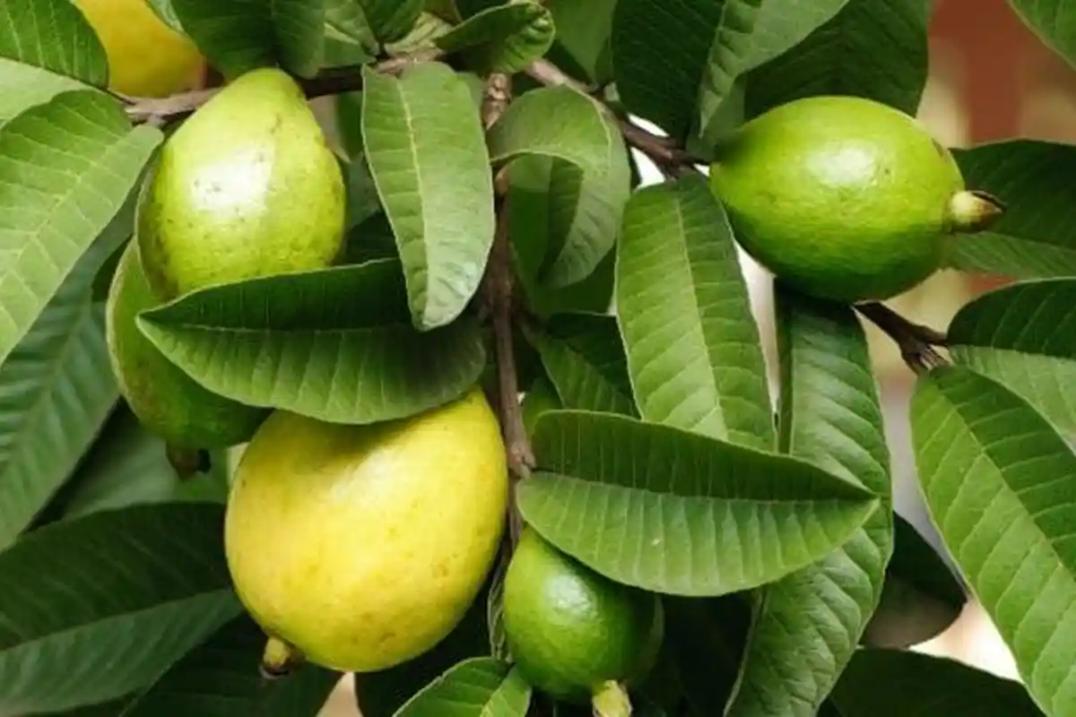 Sering Dianggap Sampah, Daun Jambu Biji  Sangat  Bermanfaat bagi Kesehatan